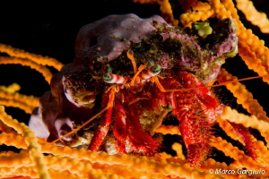 Hermit crab on yellow sea-fan by Marco Gargiulo 